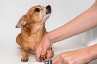 cachorro com medo de veterinário