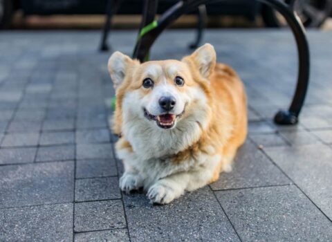 cãozinho sorridente