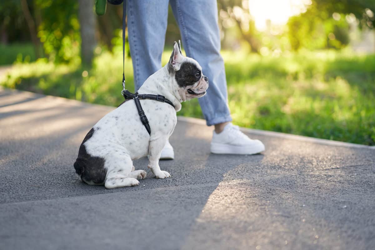 Cães na Alemanha
