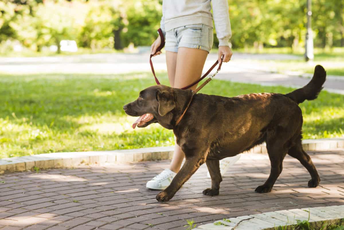 correr com o cão