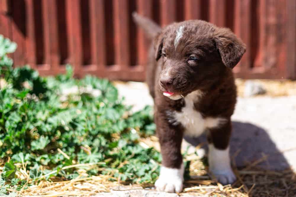 adolescência do cachorro