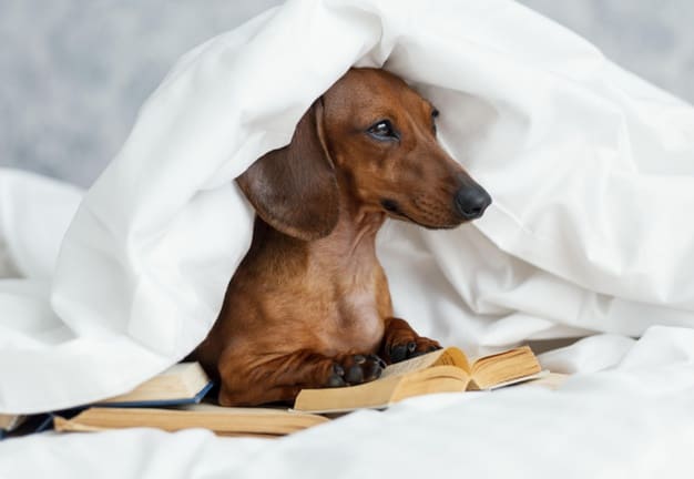 adorable dog bed with books 23 2148917215