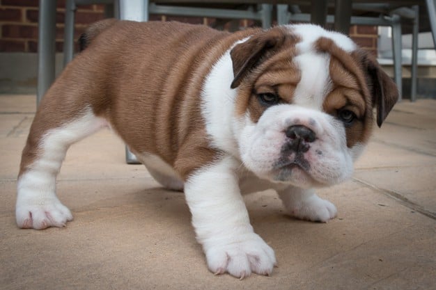 Por que o cachorro soluça? Conheça 12 razões 2 cachorro soluçando