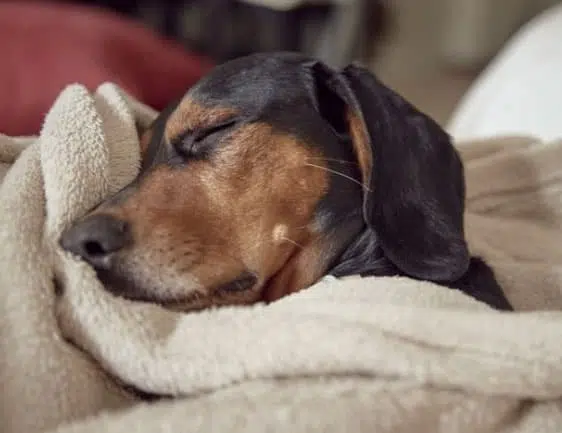 cachorro agitado a noite