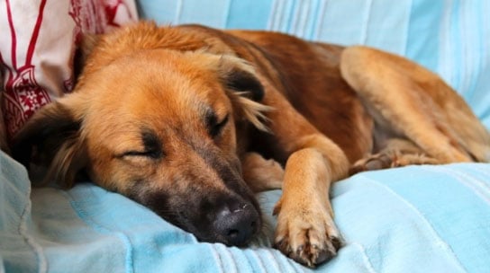  hérnias umbilicais em cães