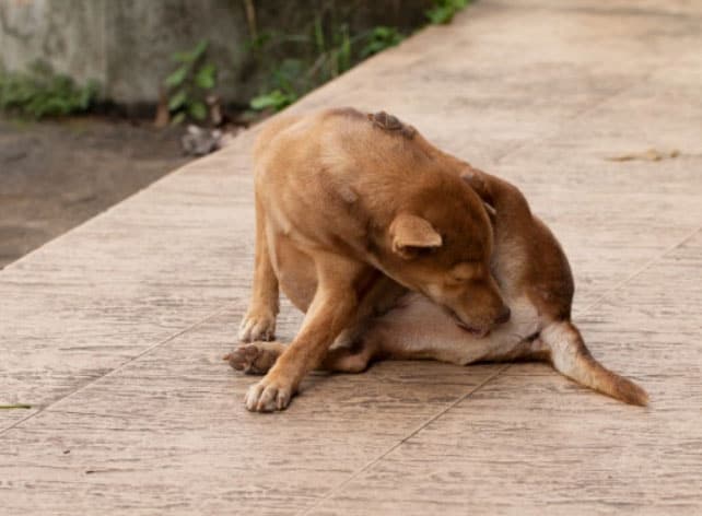 cachorro se coçando