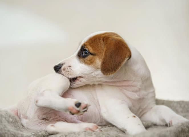 coceira exagerada em cachorros