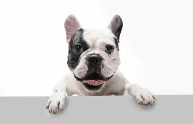 confiança do cachorro no tutor