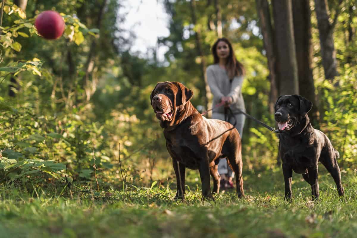 tutora caminhando com seus cachorros