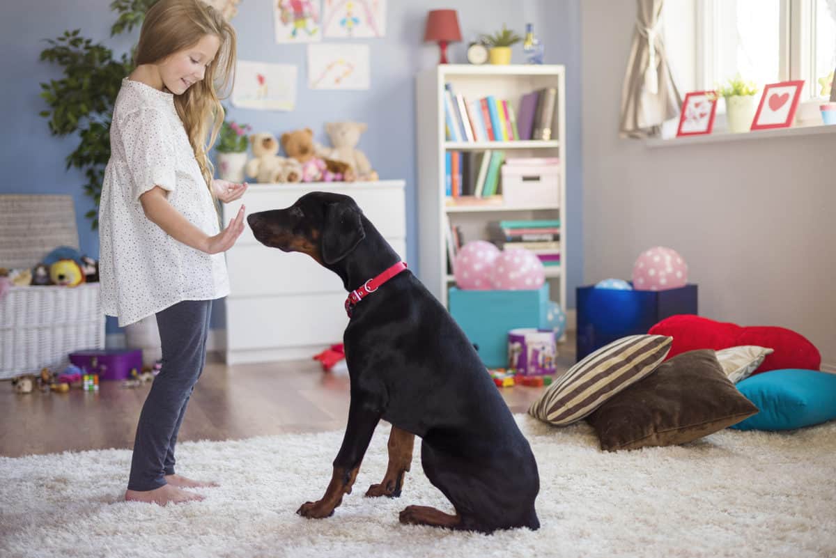 cachorro respeitando o tutor