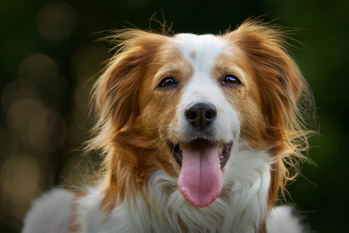 cachorro feliz