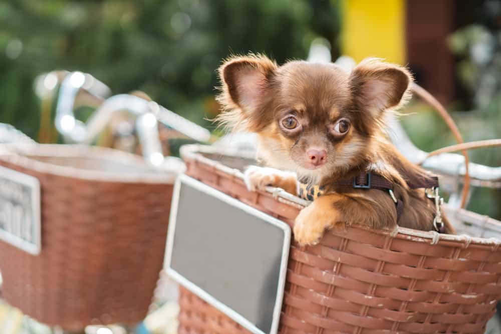Quanto tempo vive um Chihuahua, o menor cão de todos? 1 cachorro