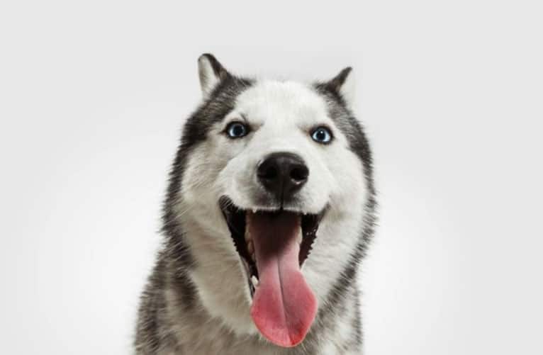 cão confiante