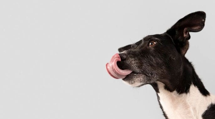 confiança do cachorro no tutor