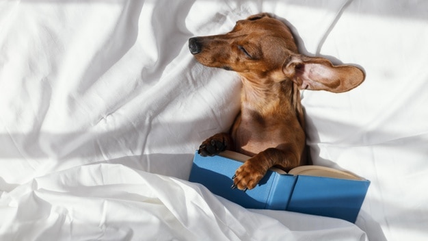 dog sleeping bed with book 23 2148917233