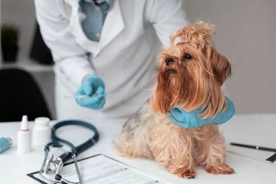 cão no veterinário