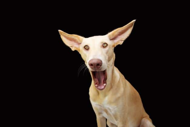 Por que o cachorro soluça? Conheça 12 razões 1 cachorro soluçando