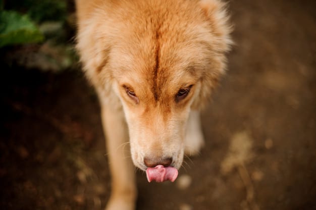 cachorro lambendo ferida