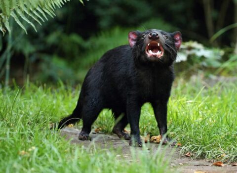 diabo da tasmânia