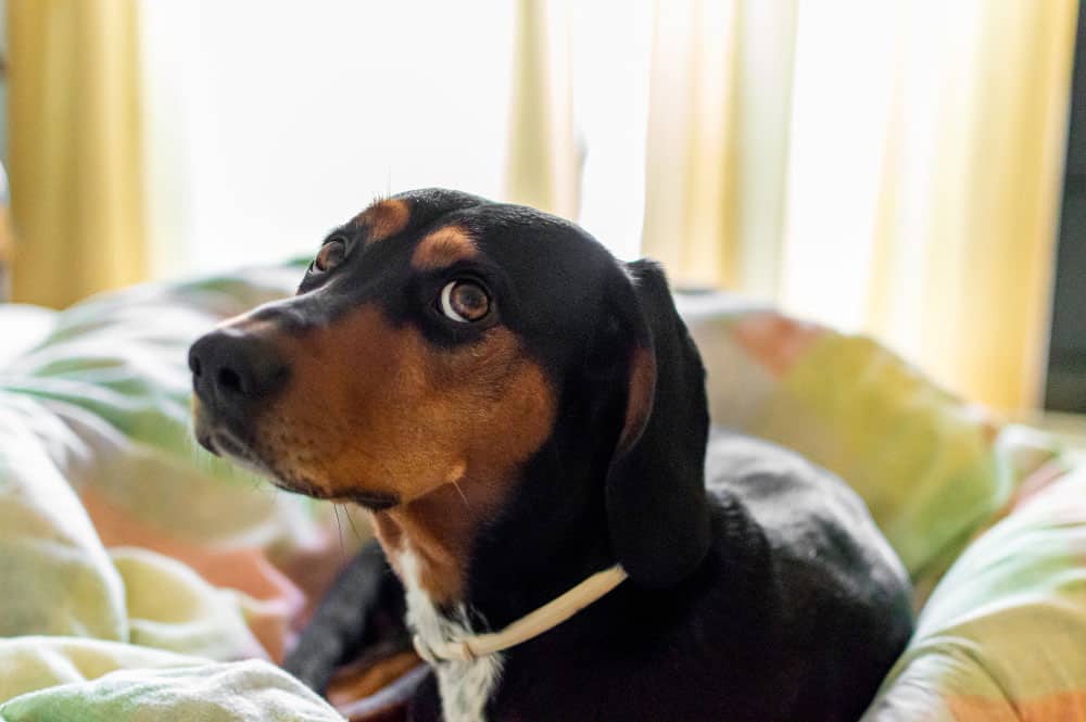 gritar com o cachorro