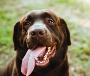 Cão com a língua de fora - Foto: Freepik