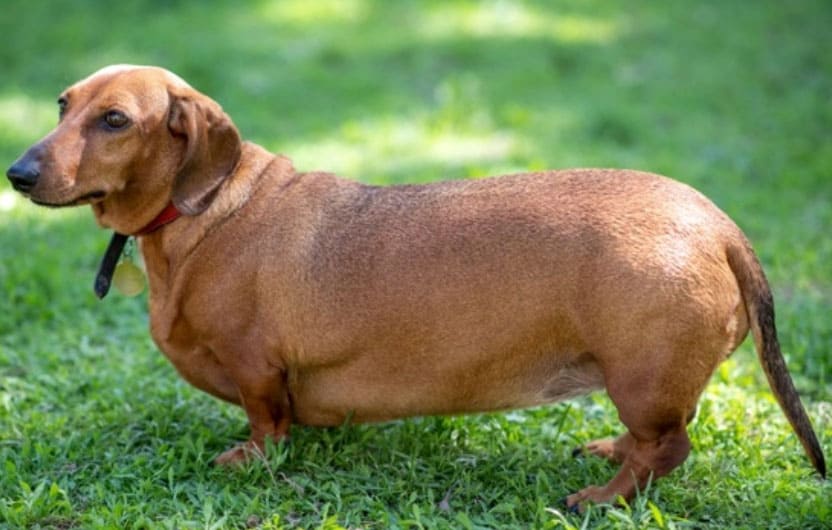 Como emagrecer o cachorro