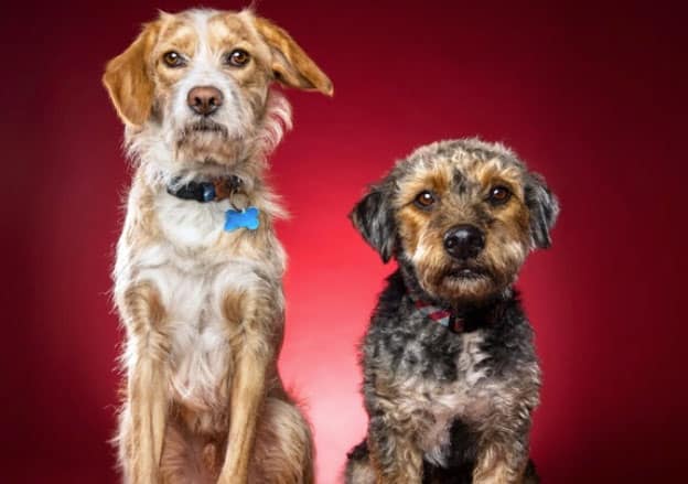 dois cães juntos