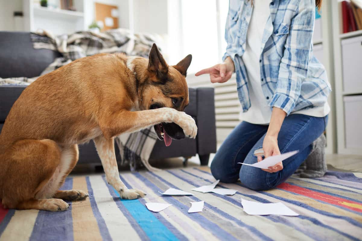 cães sentem vergonha