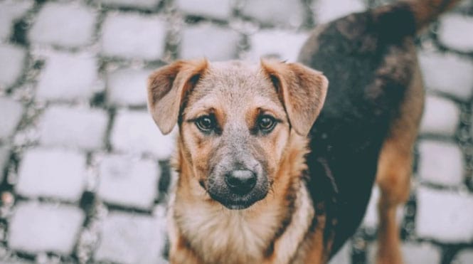 desconfiança canina