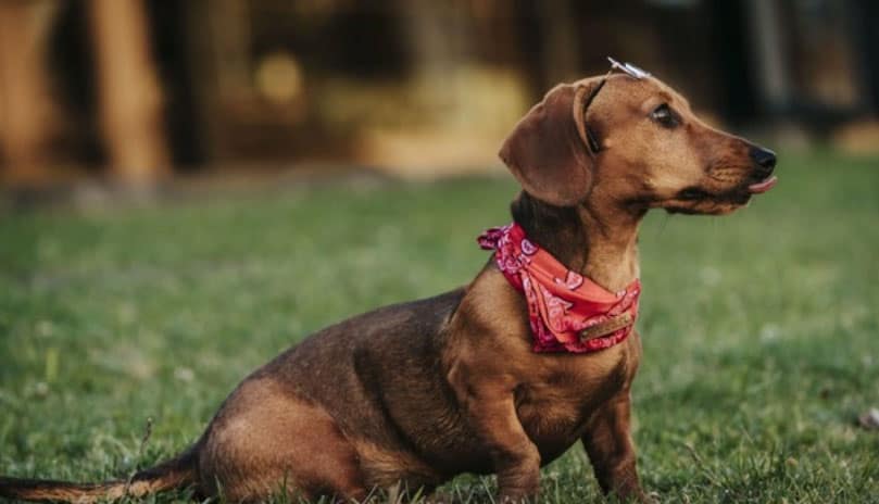 desconfiança canina