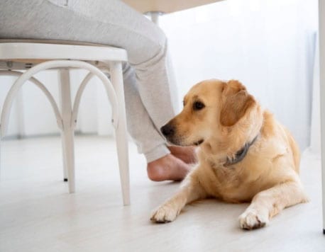 cachorro desconfiado