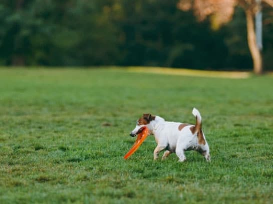 cachorro não gosta de brinquedos