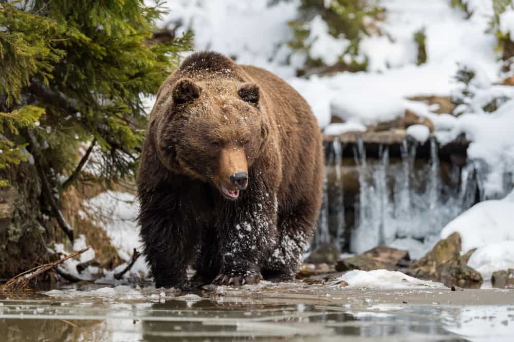 Animais mais agressivos: Confira os 10 mais! 1 Urso selvagem