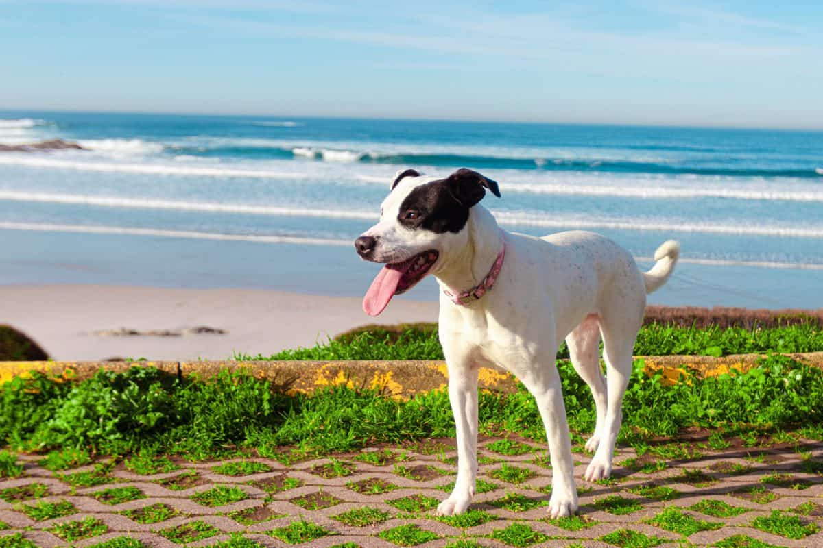 Cachorro na praia e sol