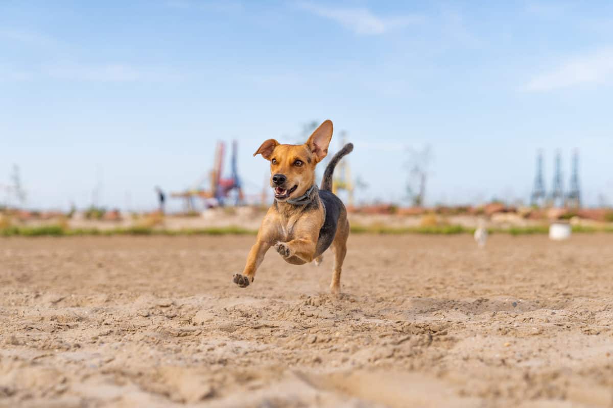 Osteossarcoma em cães: Entenda o que é 6 osteossarcoma em cães