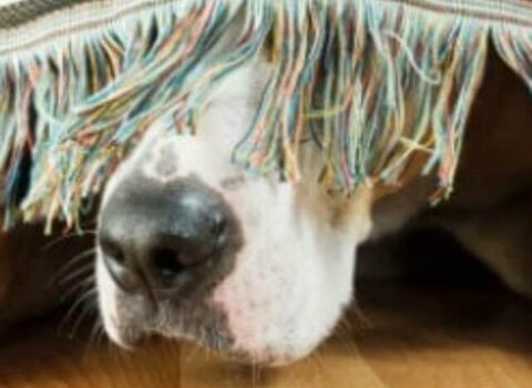 cropped-ajudar-um-cachorro-assustado.jpg