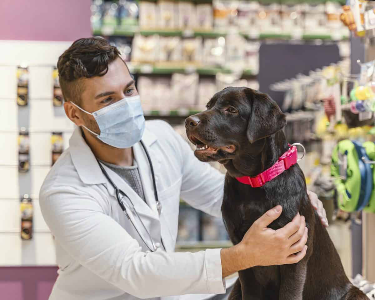 cachorro no veterinário