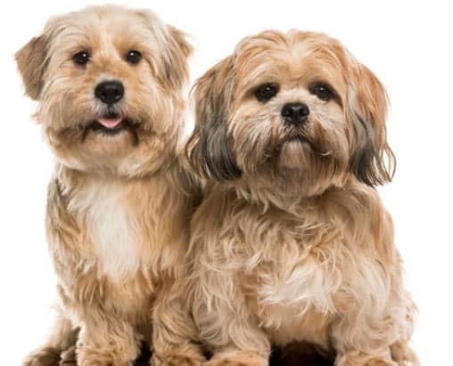 comportamento do lhasa apso