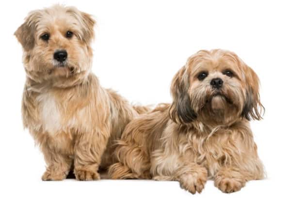 lhasa apso é bravo
