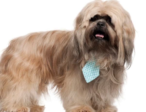 cão de gravata