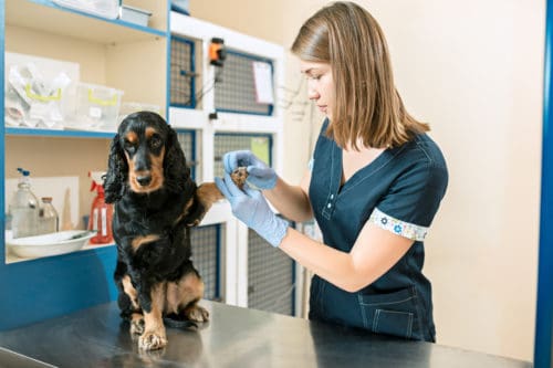 cachorro no veterinário