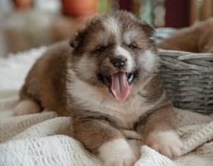 Newborn little fluffy puppy near his basket with his tongue sticking out.