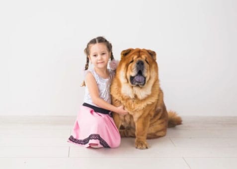 o cão e a criança