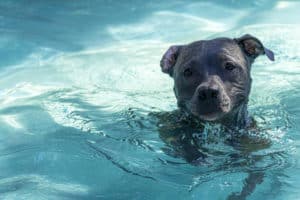 cachorro na piscina