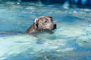 cachorro na piscina. Fonte: Freepik