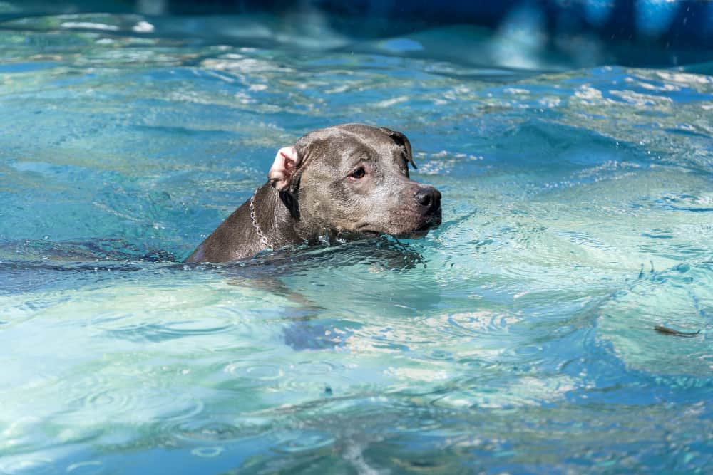 cachorro na piscina