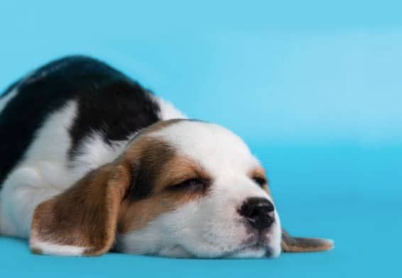 Fatores que influenciam o sono dos cães