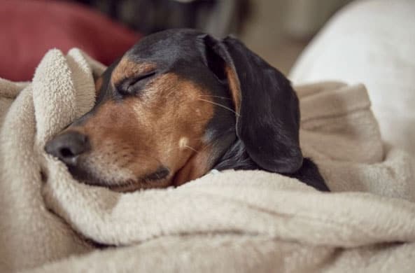 Fatores que influenciam o sono dos cães