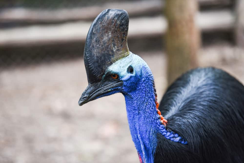 Cassowary