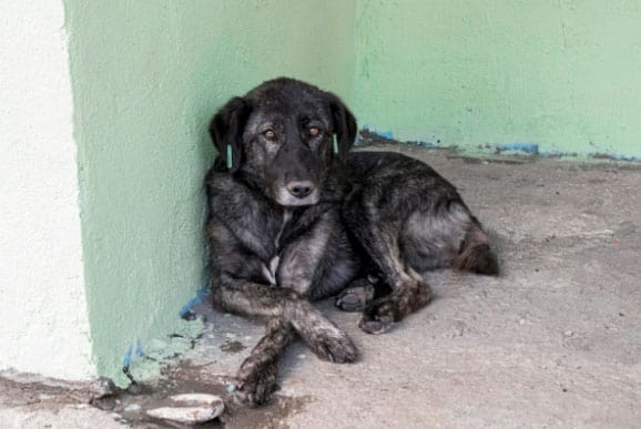 Como combater a depressão canina